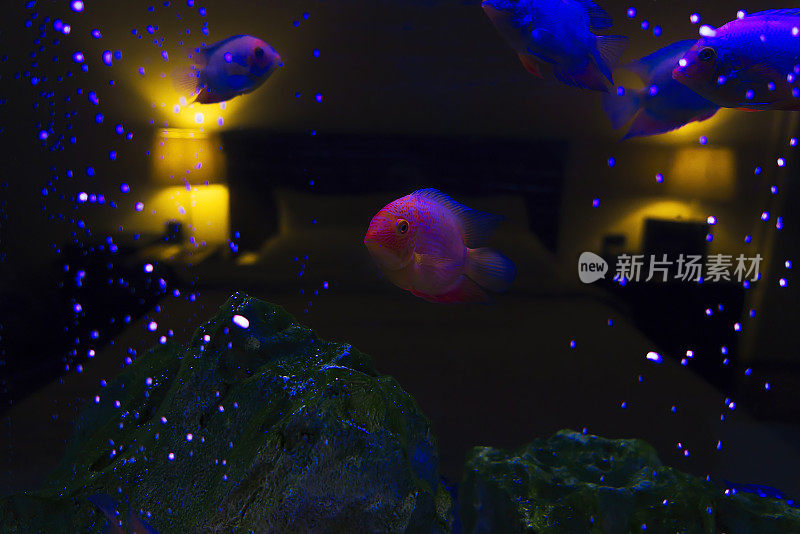 房子水族馆