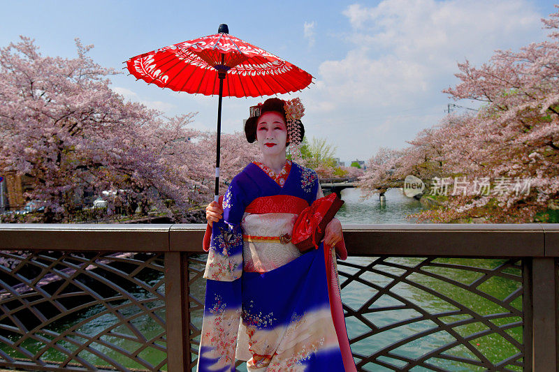 穿着美子服饰的日本女人在京都的桥上欣赏樱花