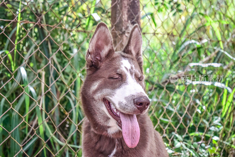 农场路上的西伯利亚哈士奇犬