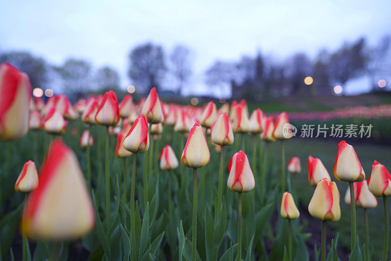 渥太华郁金香节