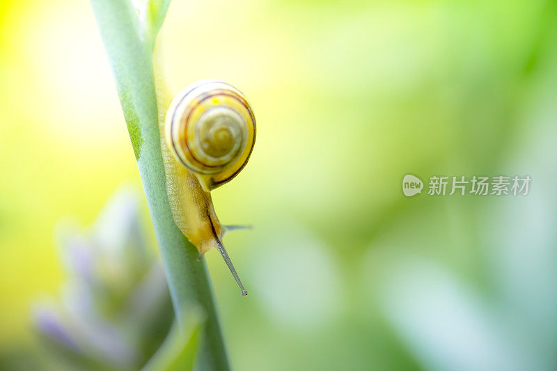 带蜗牛在潮湿的绿叶上