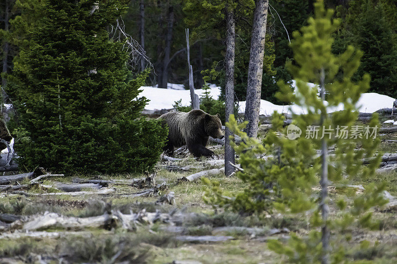 399岁的灰熊和它的幼崽穿过大提顿国家公园的树林