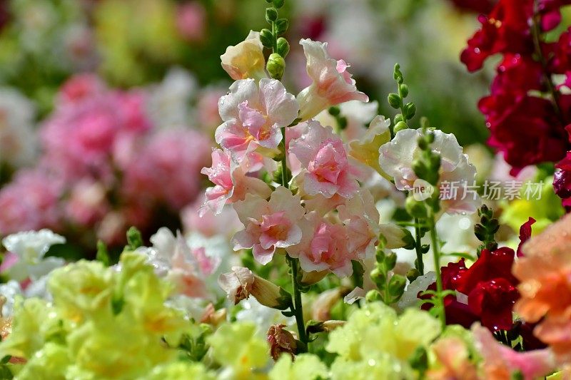 Snapdragon小老头