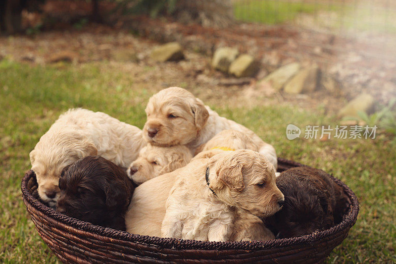 澳大利亚Labradoodle小狗