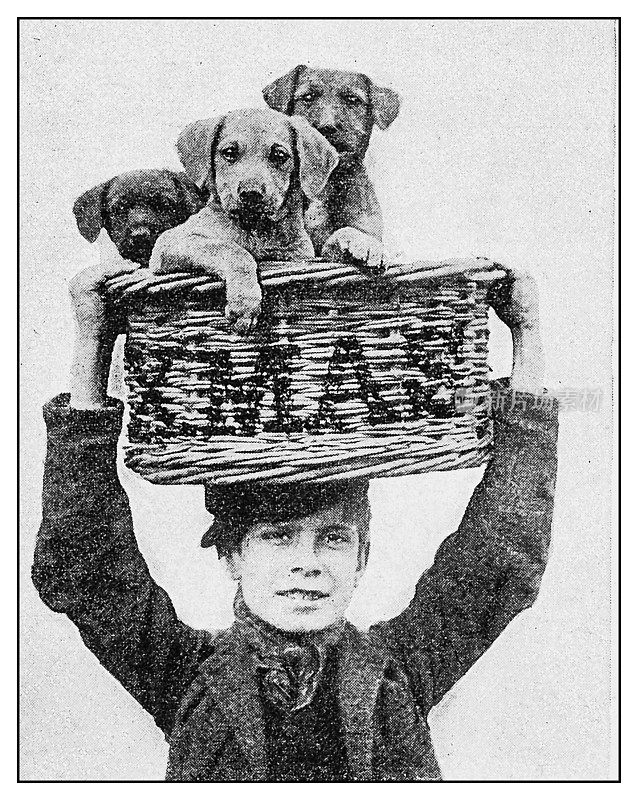 古董照片:男孩抱着一篮子小狗