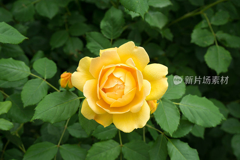 黄玫瑰花朵