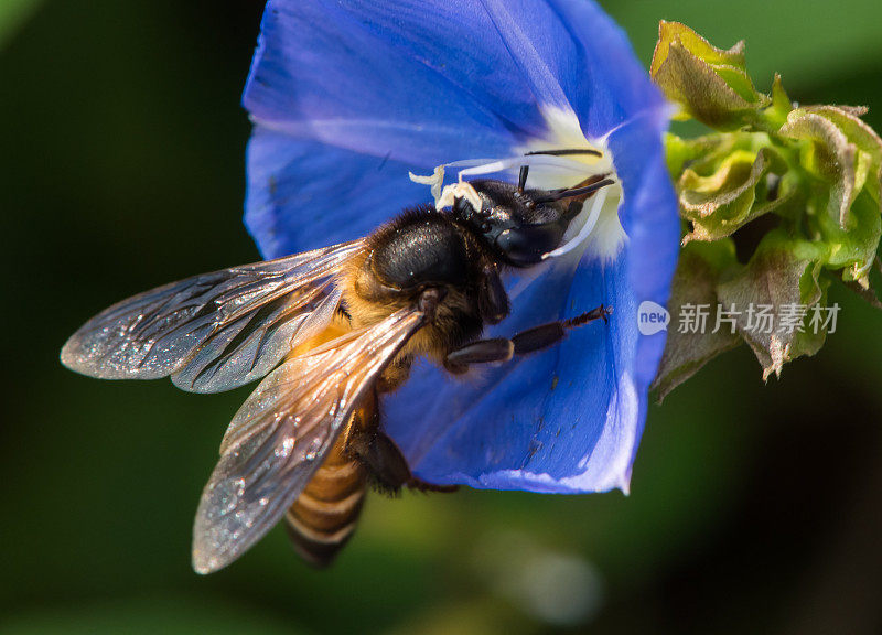 蓝色花朵上的蜜蜂