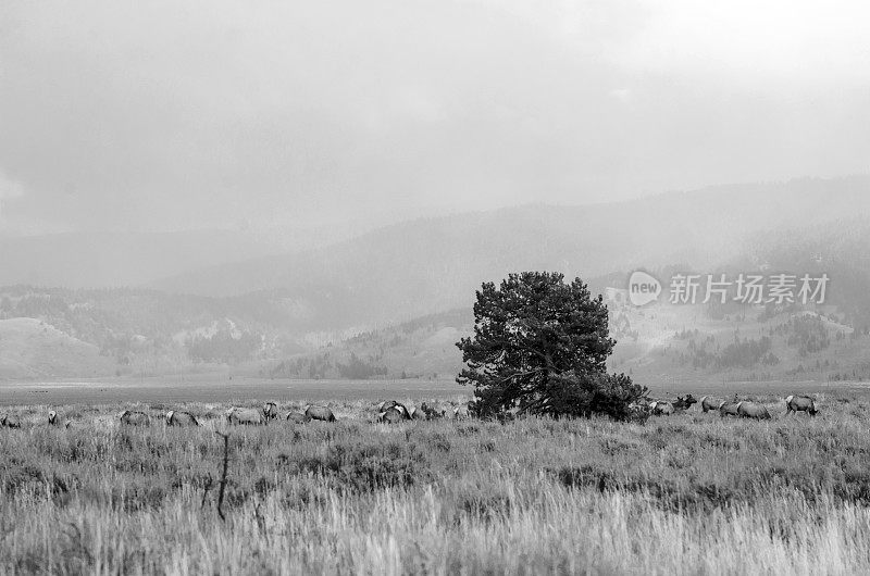 一群麋鹿在美国怀俄明州的大提顿国家公园里吃草