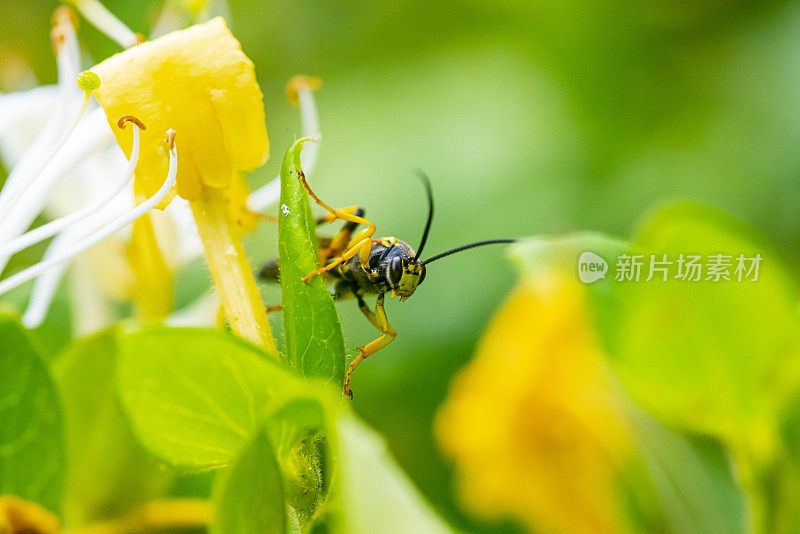 金银花上的黄蜂甲虫