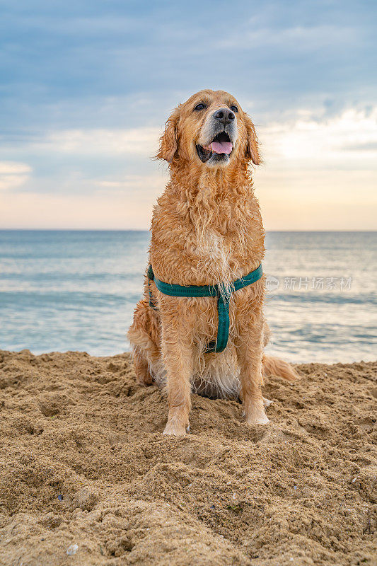 快乐的金毛猎犬在沙滩上与大海在日出的背景摆姿势