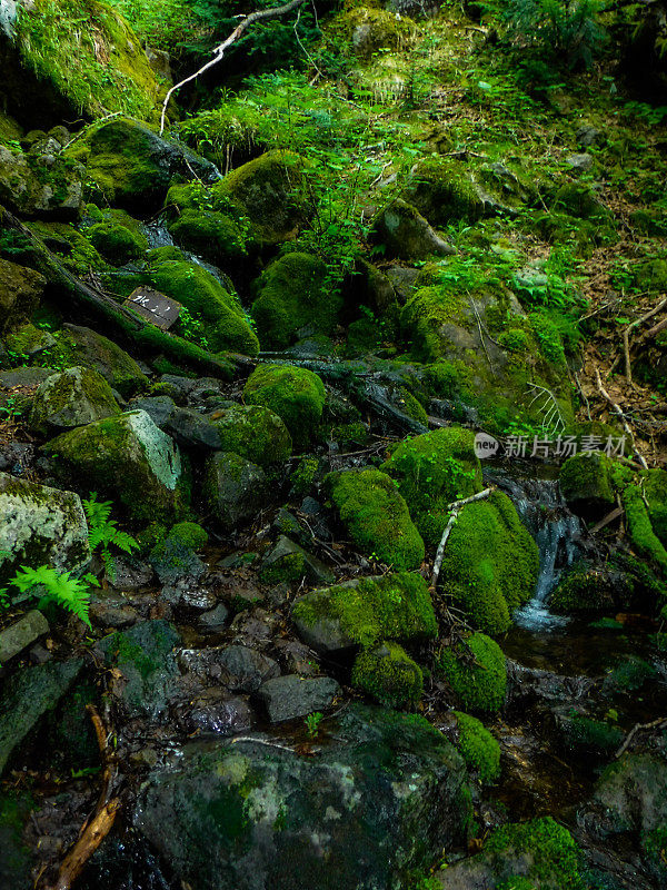 许多苔藓,太。Shirane日兴