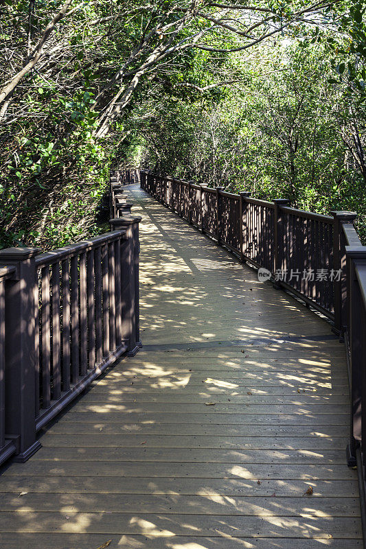 沿着这条木板路穿过一片红树林，就在墨西哥湾海岸的内陆