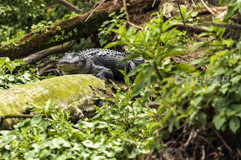 清晨，佛罗里达基西米附近的湖边，一只鳄鱼坐在一棵倒下的树上
