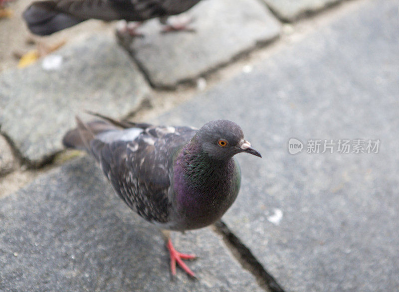 鸽子抬头的特写照片