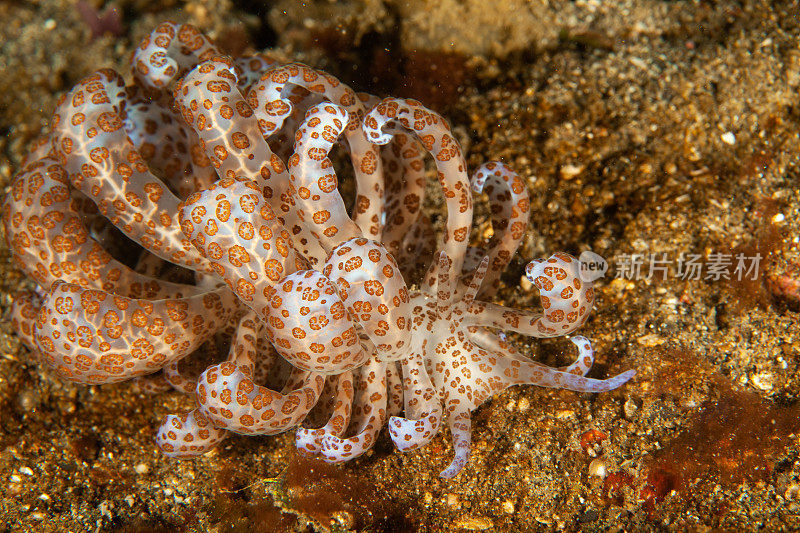 海洋生物。彩色的海蛞蝓水下生物裸鳃