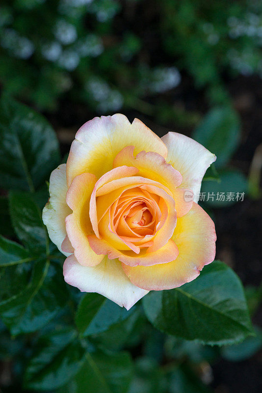 特写黄色玫瑰，“芝加哥和平”，在雨中在加拿大