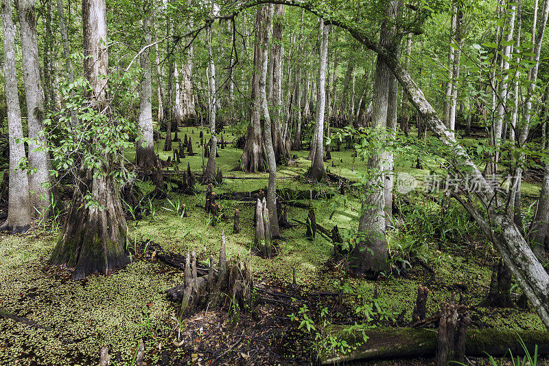 这是佛罗里达州中部的芦苇溪沼泽，它是佛罗里达大沼泽地源头的一部分