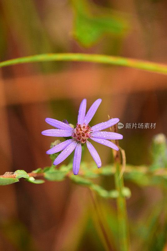 特写单晚紫紫菀花与露珠上的花瓣