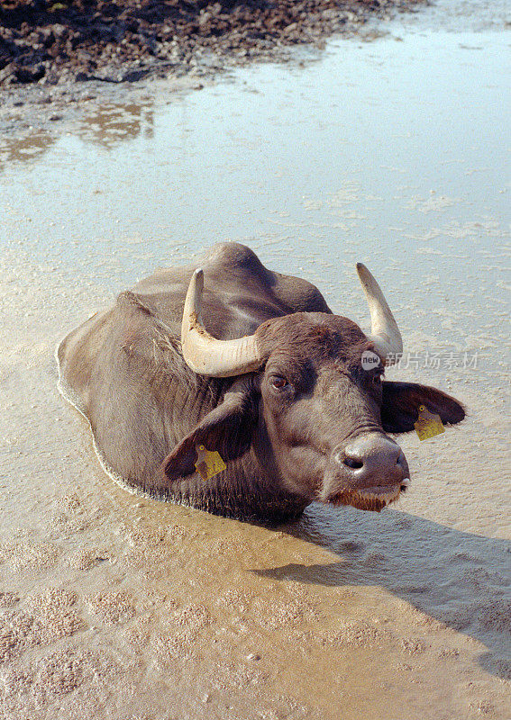 黑公牛躺在泥土里