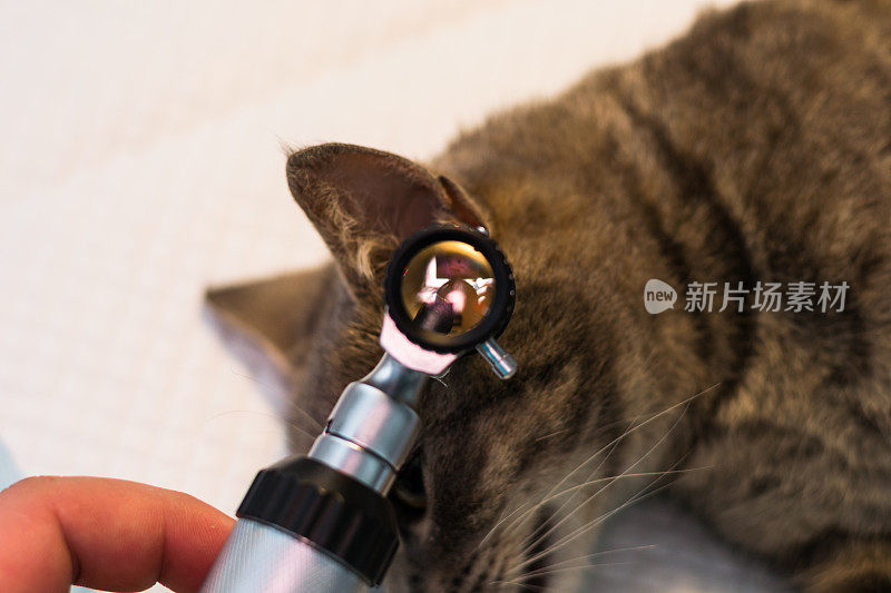 猫中耳炎的耳镜检查