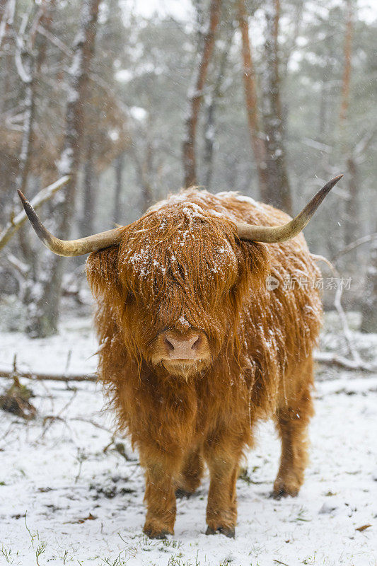 雪中的苏格兰高地牛的肖像