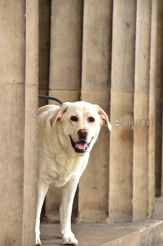 苏格兰拉布拉多寻回犬