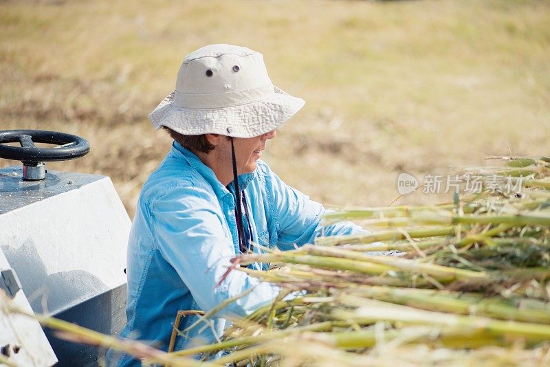 女农民在收获期间努力工作