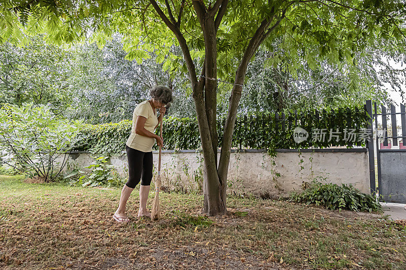 白发苍苍的老妇人正在用扫帚扫干树叶