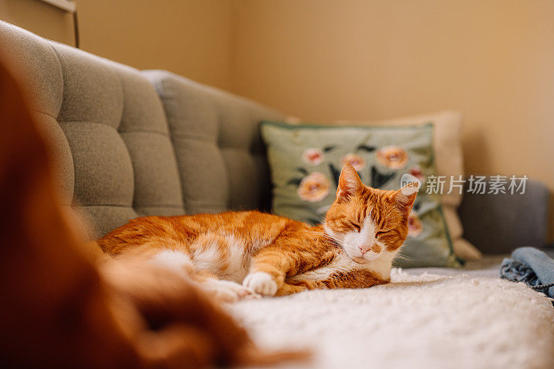 姜猫在家里的沙发上睡觉