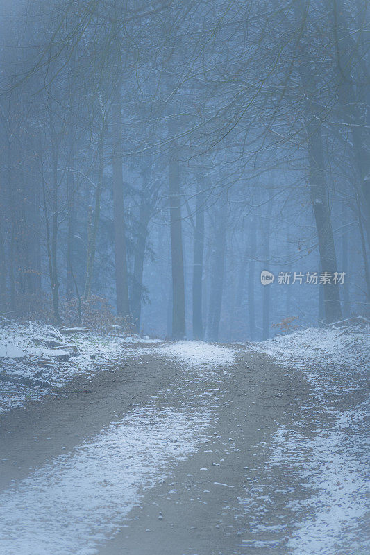 穿过雾气蒙蒙的山毛榉树林，在一个阴沉沉的冬天
