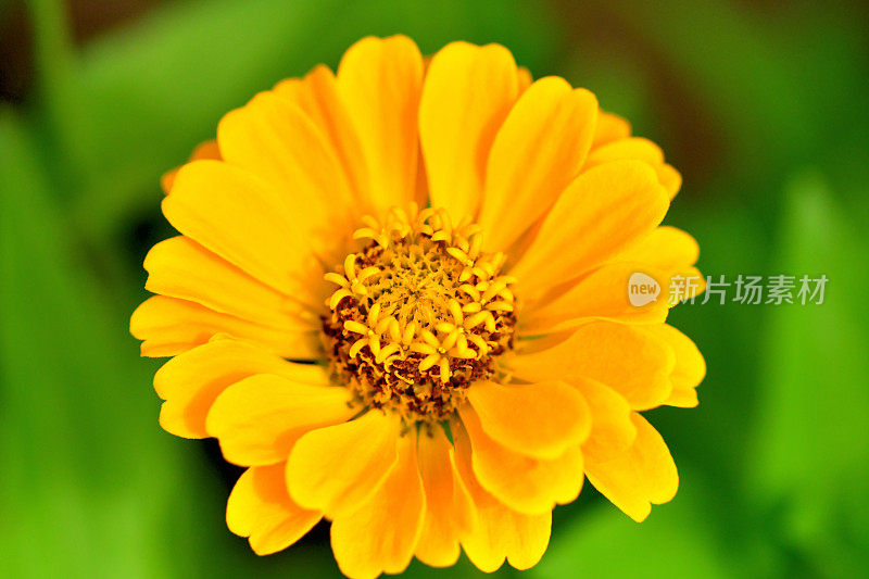 Zinnia花