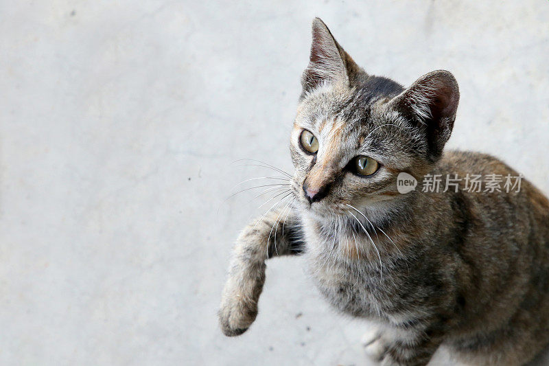 吃饭的时间到了!Meowwww……