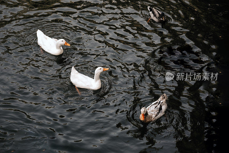 湖面上漂浮着鸭子