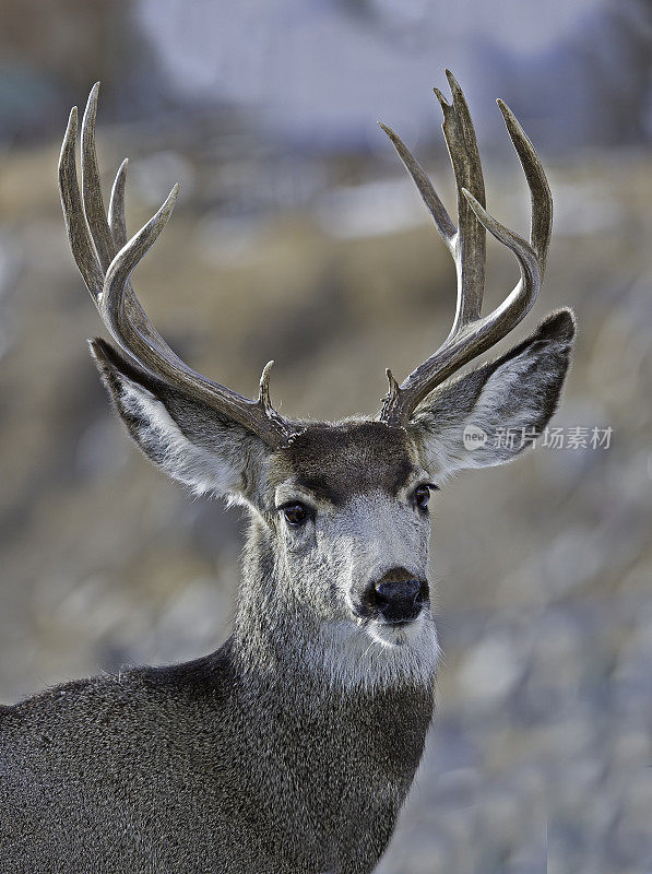 黑尾鹿，怀俄明州黄石国家公园的冬天