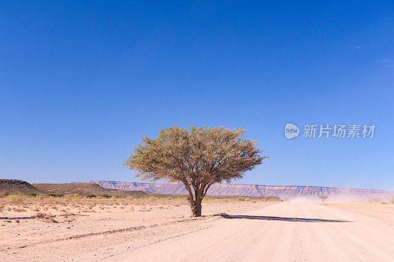 纳米比亚沙漠泥土路旁的一棵树，一个炎热的阳光灿烂的日子