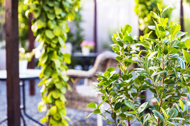 季节变化和在后院种植植物