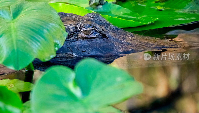 潜伏在佛罗里达大沼泽地的睡莲花丛中的鳄鱼
