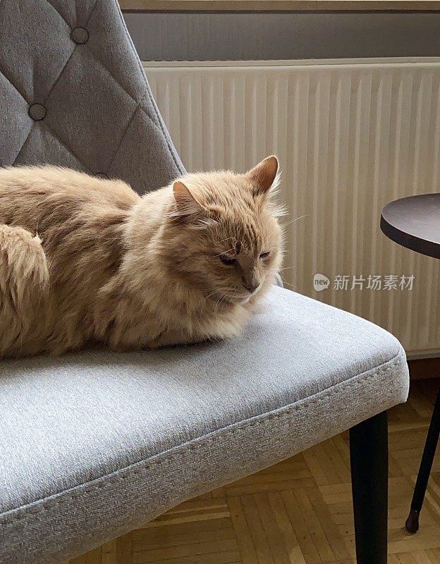 棕色的猫睡在灰色的椅子上