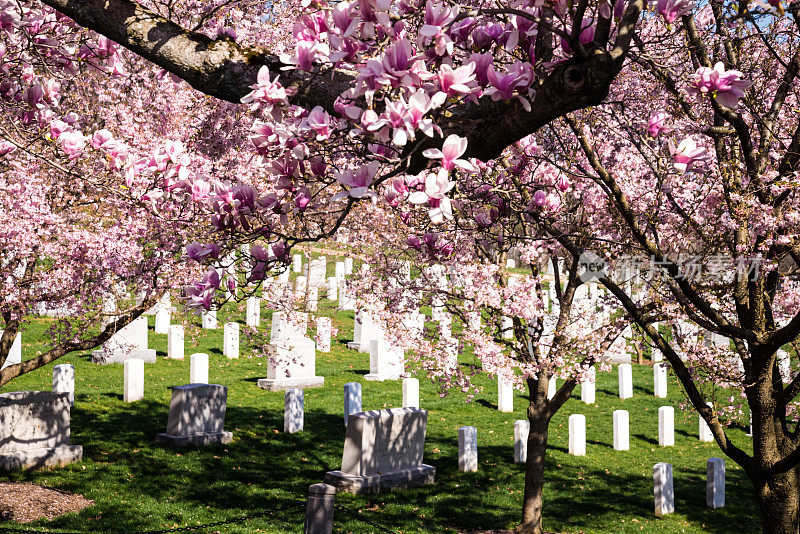 阿灵顿公墓的春天