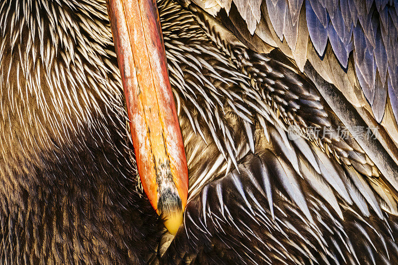 棕色鹈鹕(西花鹈鹕)羽毛和喙部细部