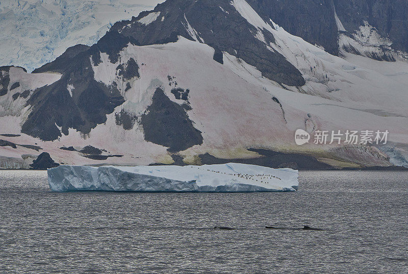 野生巴布亚企鹅和座头鲸在壮观的风景南极半岛在大南大洋