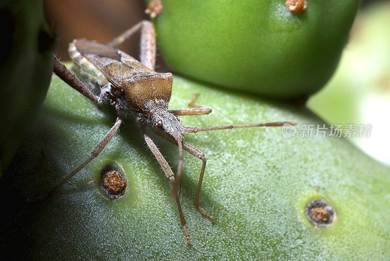 仙人掌叶足蝽(半翅目;在仙人掌梨(仙人掌属植物)上