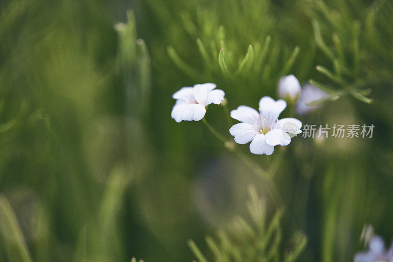 Gypsophila植物正在开花