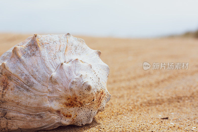 近距离观察沙滩上的海螺壳