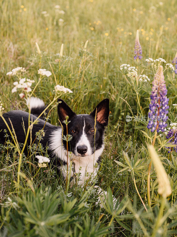 可爱的边境牧羊犬混合狗在夏天与鲜花