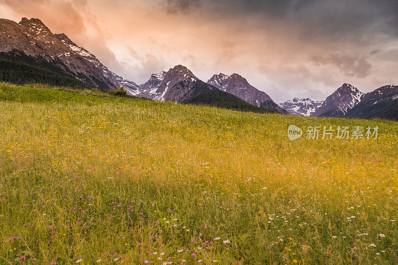 田园诗般的高山景观-瑞士恩加丁的Tarasp野花草地