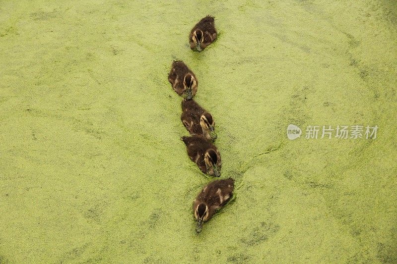 一群小鸭子排成一行游泳