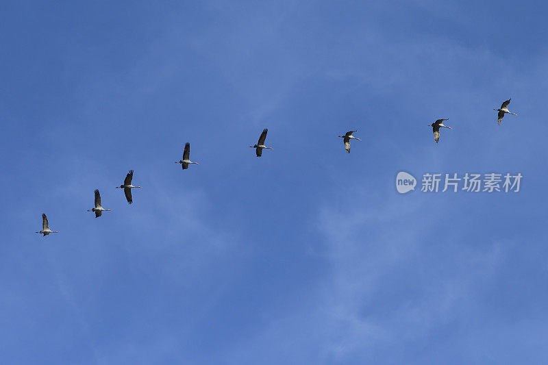 鹤在天空中迁徙。他们飞到南方。鸟排成一排飞。