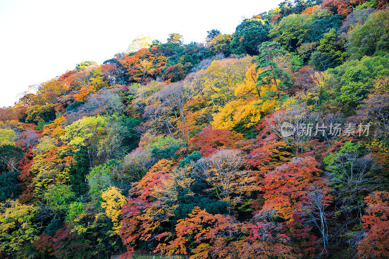 岚山森林在秋天沿着桂河。《京都议定书》