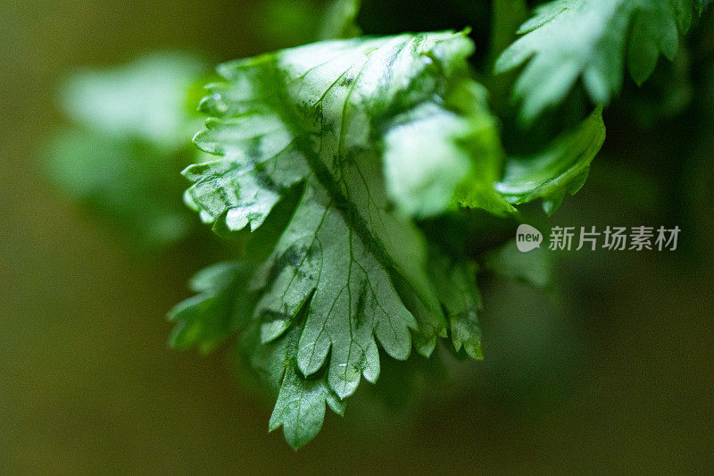 室内切碎的绿欧芹叶特写